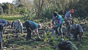 Busy planting some of the 1000 trees, shrubs and grasses, some of the Friends of the Otaki River and helpers at the Pub Charity Planting day near Chrystalls Bend