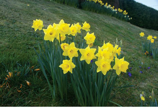 Se_14_Daffodils