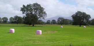 Paddocks of pink bales are there for a cause – getting in behind women and their families who have secondary breast cancer. The charity farmers are supporting is the Sweet Louise Foundation which gets a percentage of the cost of each silage and hay wrap.