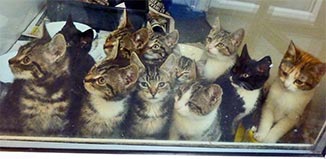 MR15_unwanted-kittens