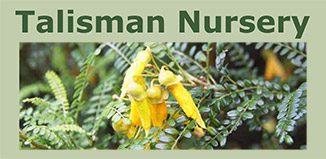 The Cook Strait Kowhai is a great plant for urban Otaki gardens as it naturally occurs in exposed coastal habitats. It is also smaller in stature than most Kowhai and flowers for an extended period throughout winter, making it one of the best natives for attracting Tui into your garden over winter.