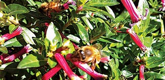 Cigarette plant succors a bee