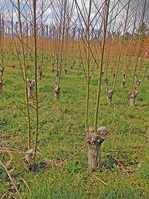 Coppiced willows